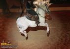 horse_7676.jpg