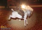 horse_7677.jpg