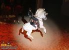 horse_7679.jpg