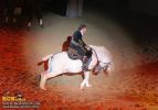 horse_7681.jpg