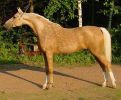 palomino2.jpg