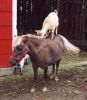 goat-pony.jpg