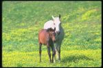 Arabian HORSE 13.jpg