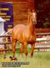 horse_0349.jpg