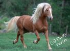 haflinger9.jpg