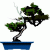 1011.gif